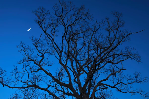 Мертві дерева вночі з півмісяцем — стокове фото