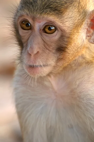 Zbliżenie twarzy małpy — Zdjęcie stockowe