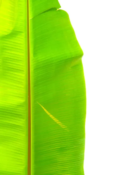 Banana leaf. — Stockfoto