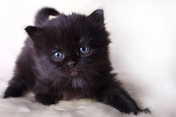 533,812 Black Kittens Royalty-Free Images, Stock Photos & Pictures