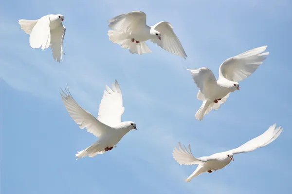 Белый голубь в полёте — стоковое фото