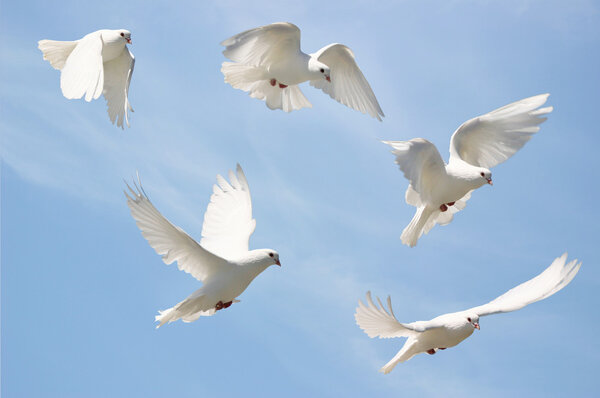 White dove in flight