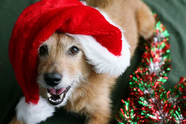 Pies w santa hat z szczęśliwy uśmiech — Zdjęcie stockowe