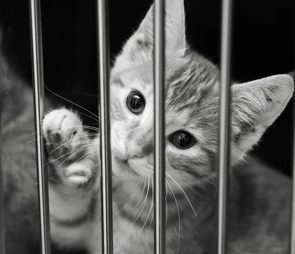 Kitten in a cage — Stock Photo, Image