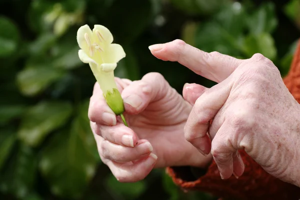 관절염 손에 꽃을 들고 스톡 사진