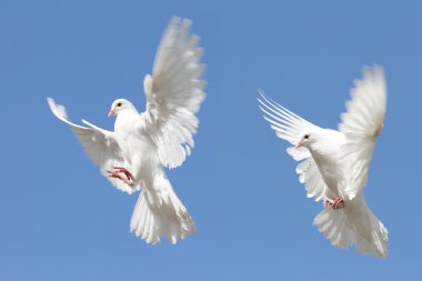 Composite image of a white dove in flight clipart