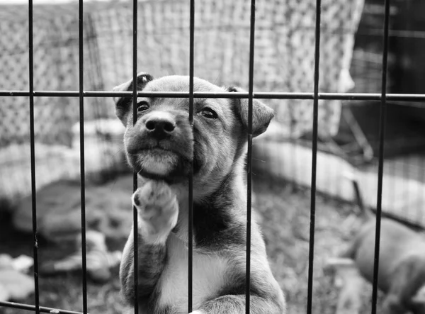 Pup in a pen — Stock Photo, Image