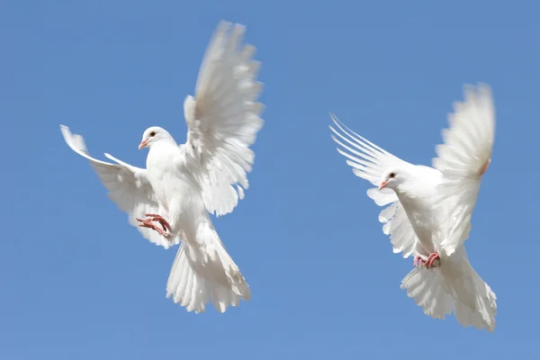 飛行中の白い鳩の合成画像 — ストック写真