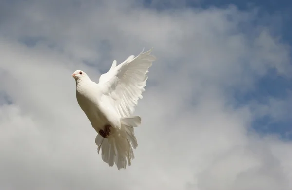 Uçuşta beyaz güvercin — Stok fotoğraf