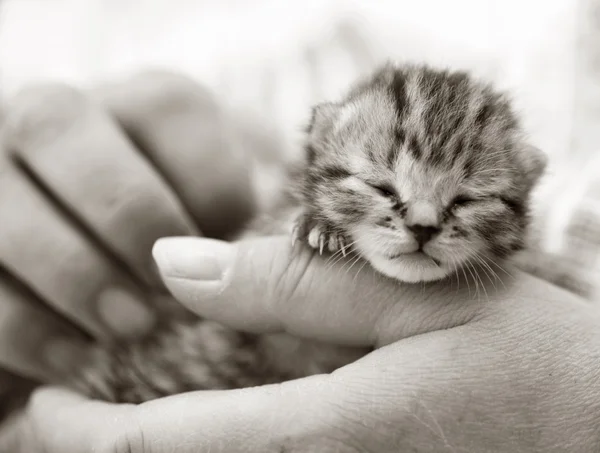 Neugeborenes Kätzchen in der Hand — Stockfoto