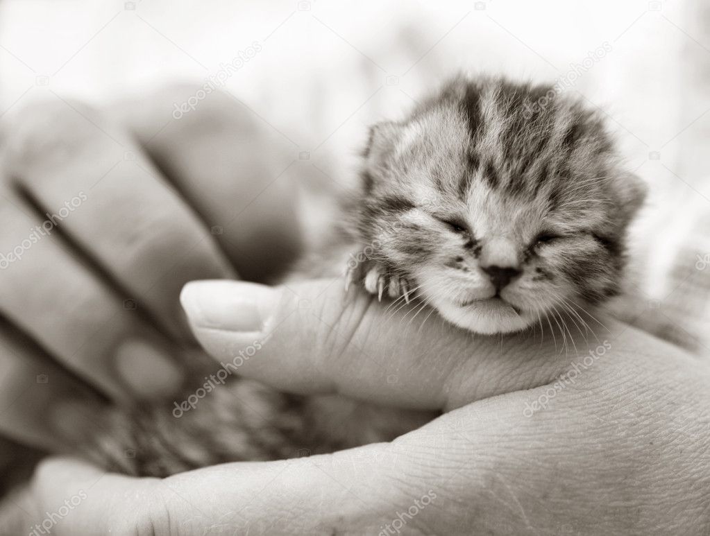 Newborn kitten in the hand