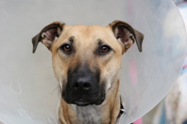 Dog wearing an elizabethan collar, also known as a buster collar, worn to stop them licking or chewing at a wound clipart