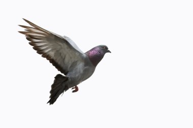 Pigeon in flight clipart