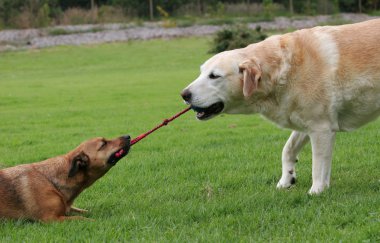 Labrador ve oynayan bir terrier köpek bir halat oyuncakla römorkör