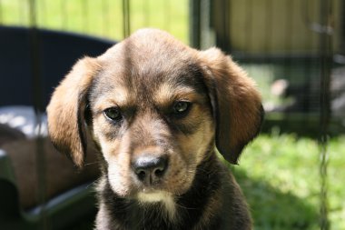 üzgün kalemini teller bakan şirin kahverengi köpek arıyorum. sığ derinlik-in tarla.