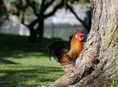 Colorful bantam rooster peeping out from behind a tree clipart