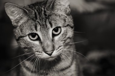 Tabby cat with an intense stare clipart