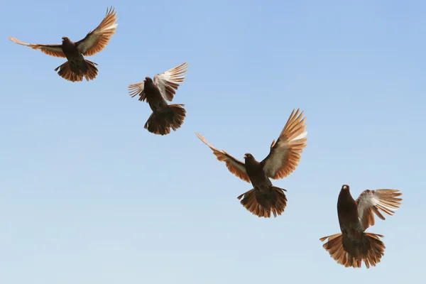 美しい茶色ハトの飛行 青い空を背景に 複合画像 — ストック写真