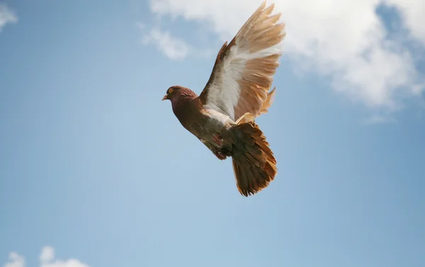 Uçuş Mavi Gökyüzü Arka Planda Güzel Güvercin — Stok fotoğraf
