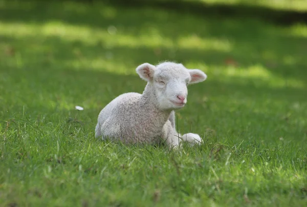 Stock image Sleepy white lamb lying down in a paddock