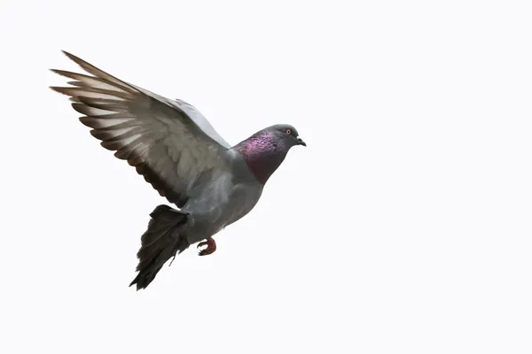 비행에서 비둘기 — 스톡 사진