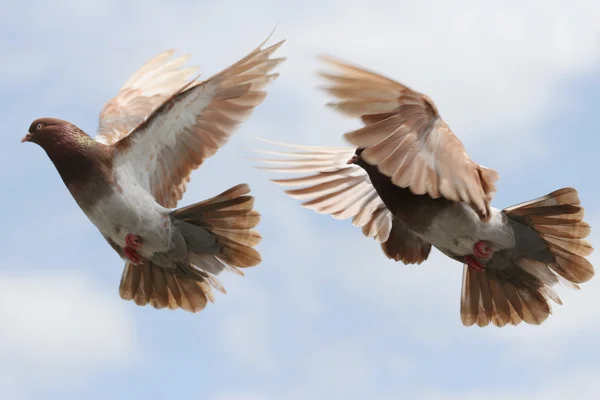 飛行中の鳩 — ストック写真
