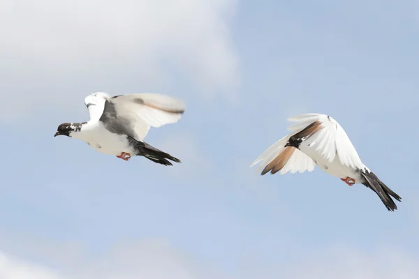 Vacker Duva Flyg Blå Himmel Bakgrund Sammansatt Bild飛行 青い空を背景に美しい鳩 複合画像 — ストック写真