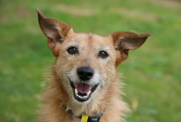 Cão Terrier Esfoliado Bonito Com Sorriso Feliz — Fotografia de Stock