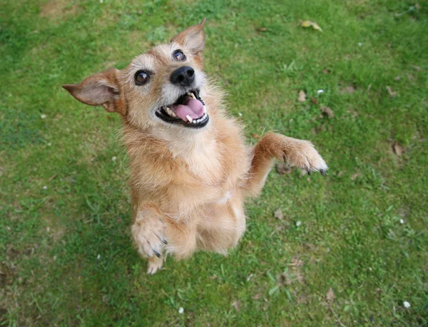 Perro de pie en las patas traseras con gran sonrisa — Foto de Stock