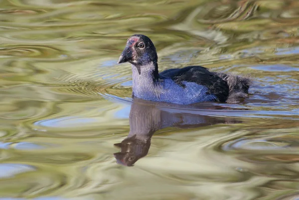 Genç pukeko hatun Nehri yüzme. pukeko olan Yeni Zelanda korunan kuş türü