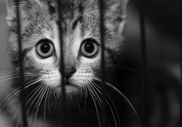 Τιγρέ Γατάκι Ένα Κλουβί Ψάχνει Ασπρόμαυρη Εικόνα — Φωτογραφία Αρχείου