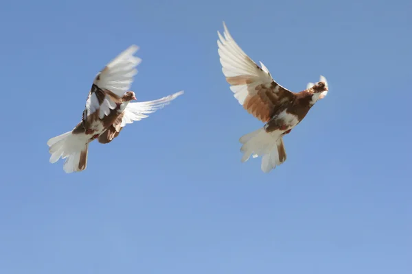 Schöne Taube Flug Blauer Himmel Hintergrund Zusammengesetztes Bild — Stockfoto