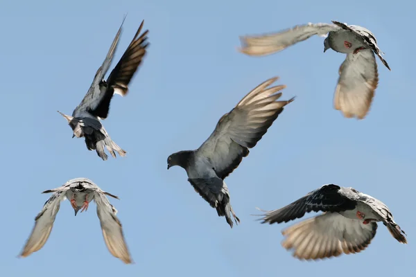 비행에서 비둘기 — 스톡 사진