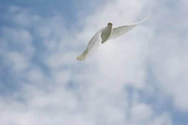 美しい白鳩飛んで 青い空を背景 — ストック写真