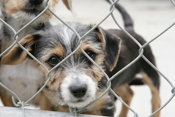 Puppy in een pen — Stockfoto