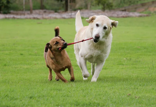 Labrador Perro Terrier Jugando Tirón Con Juguete Cuerda —  Fotos de Stock