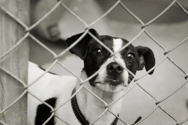 Triest Uitziende Terriër Hond Door Draden Van Zijn Pen Uitkijken — Stockfoto