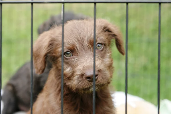Puppy in een pen — Stockfoto