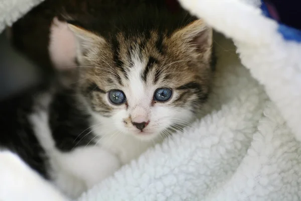 Kitten in a bed — Stock Photo, Image