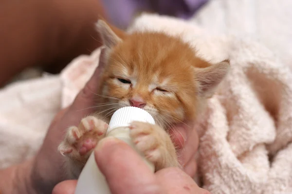 小小孤儿姜小猫奶瓶喂养 — 图库照片