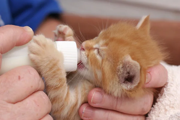 Bottle feeding kitten — Stock Photo, Image