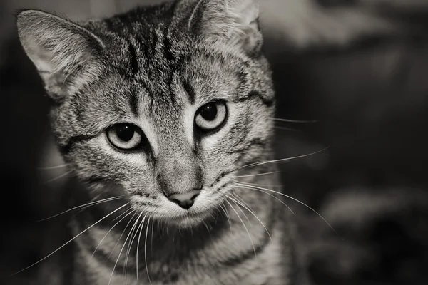 Tabby katt med en intensiv stirra — Stockfoto