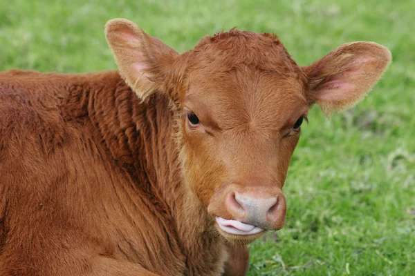 Calf chewing the cud Stock Photo