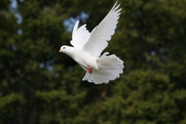 Beautiful white dove flying, dark green tree background clipart