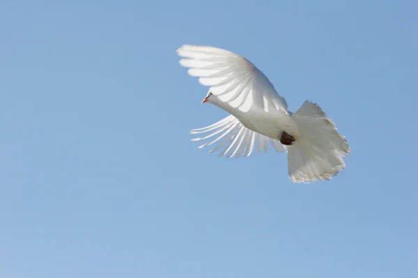 Uçan Mavi Gökyüzü Arka Plan Güzel Beyaz Güvercin — Stok fotoğraf
