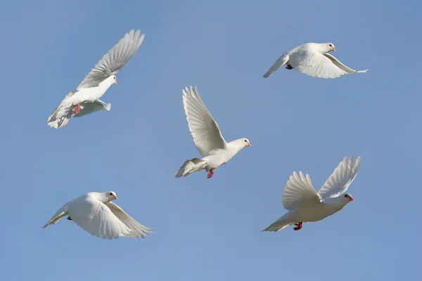백색 비행에서 비둘기 — 스톡 사진
