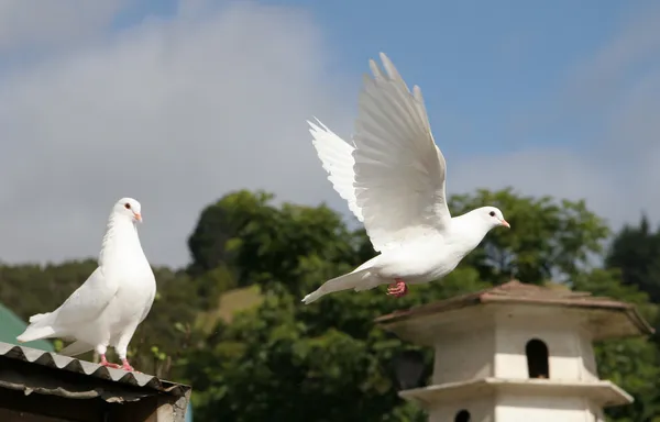 White Dove Flying Away His Partner Sitting Shed — Stock Photo, Image