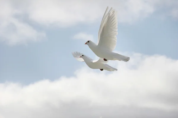 Pombas brancas em voo — Fotografia de Stock