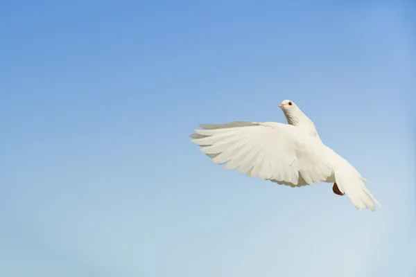 Beautiful White Dove Flying Blue Sky Background — Stock Photo, Image