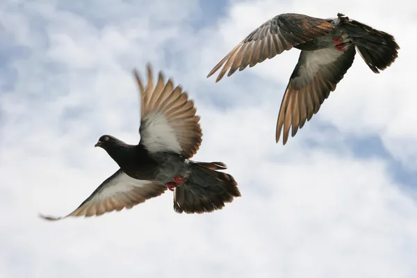 Composite Image Pigeon Flight Blue Sky Background — Stock Photo, Image